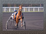 HippoVincennes