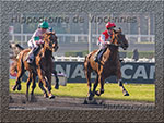 HippoVincennes
